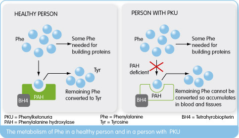 pku cause and effect